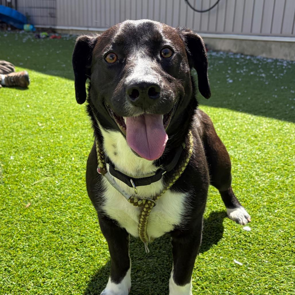 Gnocchi, Adoptable, Adult Male Basset Hound.