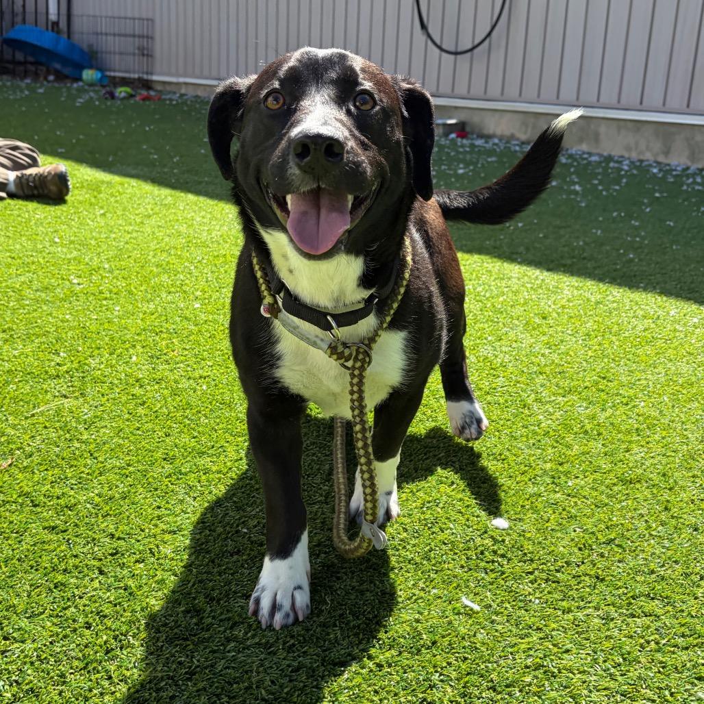 Enlarge Gnocchi, a Adoptable Basset Hound in Bedford, NH image 2/3