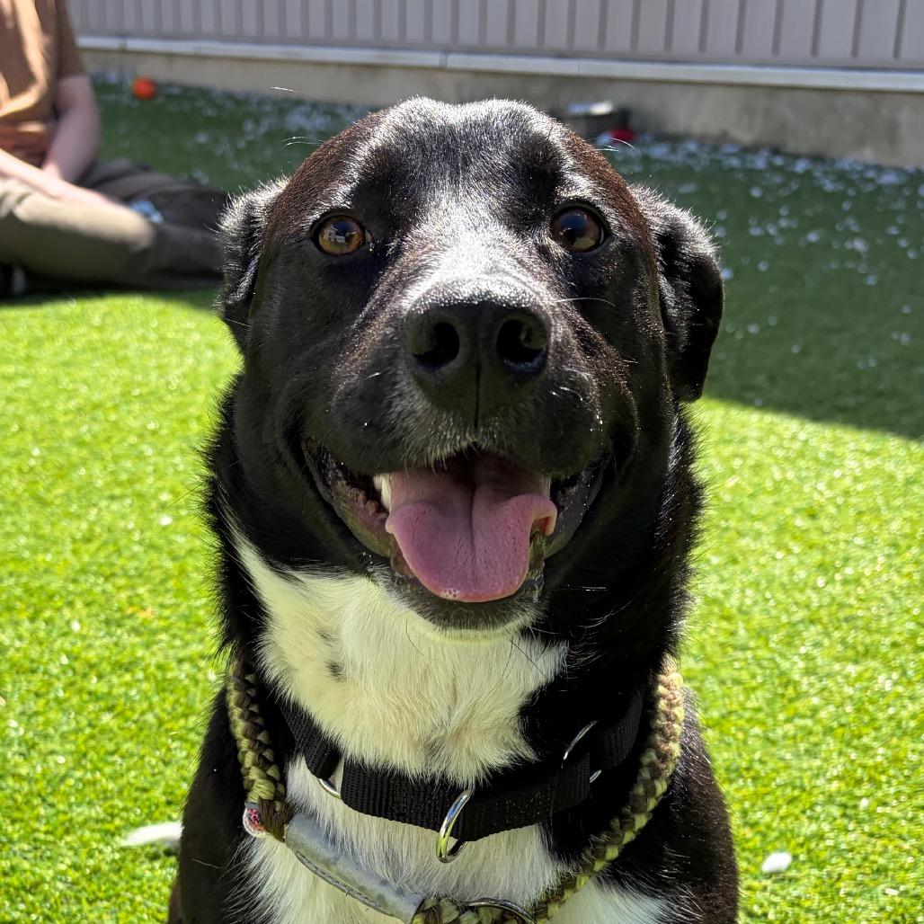 Enlarge Gnocchi, a Adoptable Basset Hound in Bedford, NH image 3/3