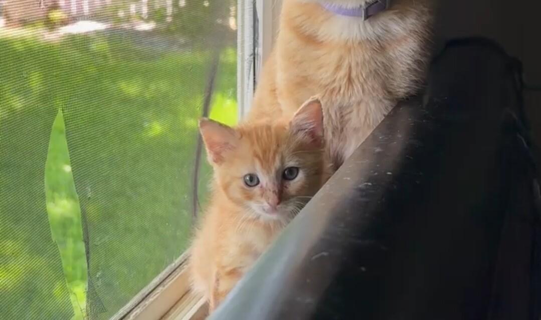 Little Ricky, a Adoptable Domestic Short Hair in Kennewick, WA image 1/3
