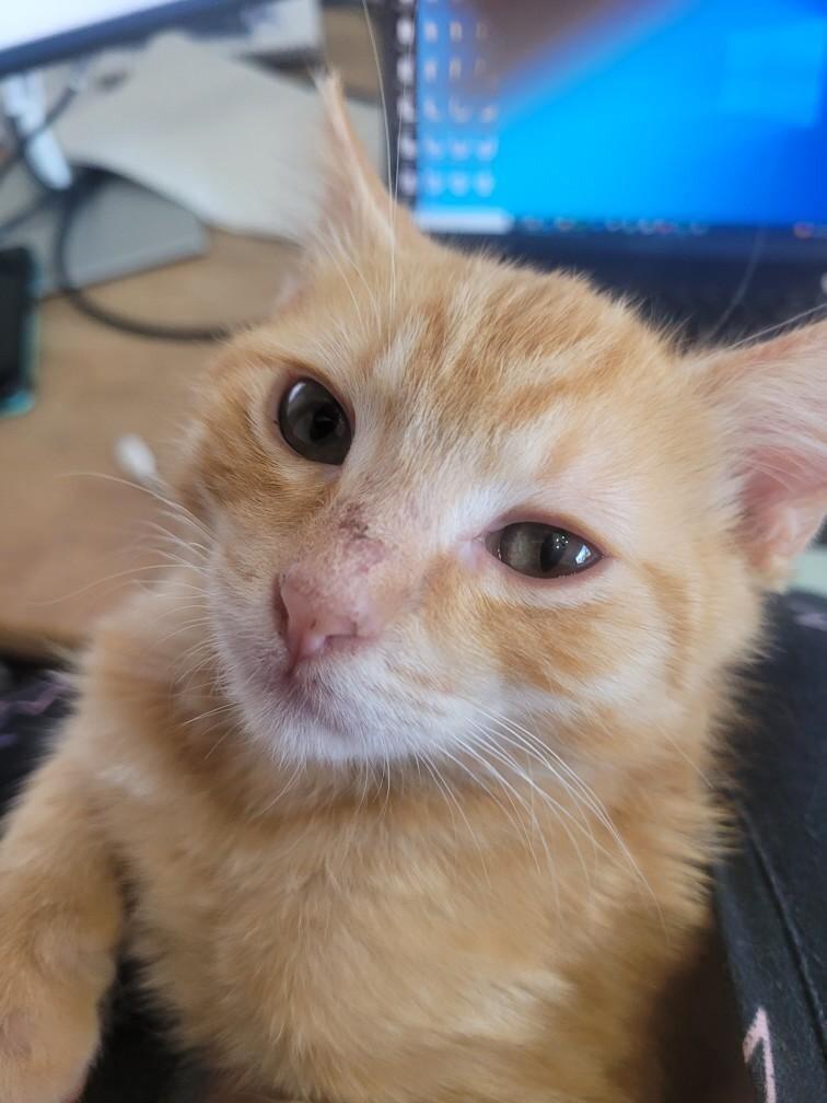 Little Ricky, Adoptable, Young Male Domestic Short Hair.