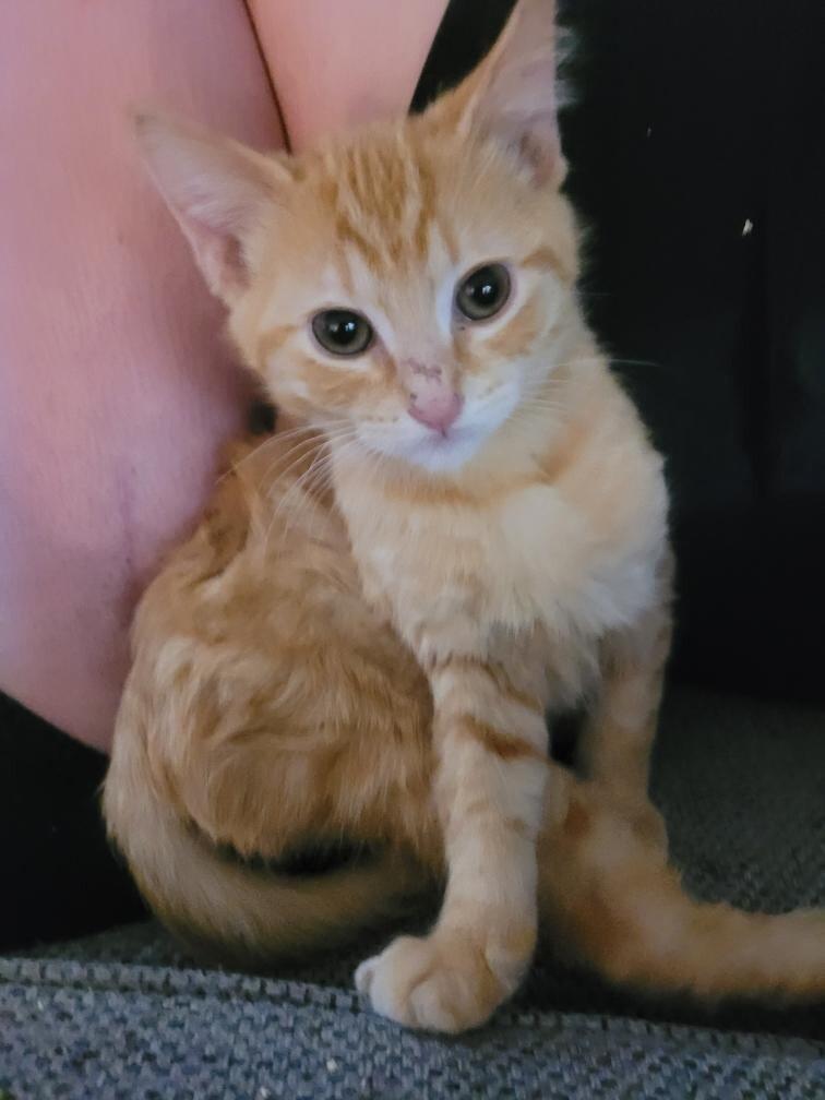 Little Ricky, a Adoptable Domestic Short Hair in Kennewick, WA image 2/3