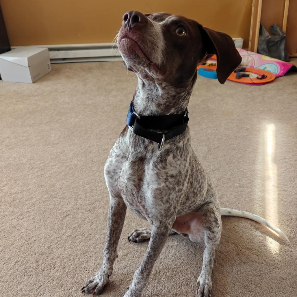 Enlarge Gabriel, a Adoptable mixed breed in Tomah, WI image 1/4