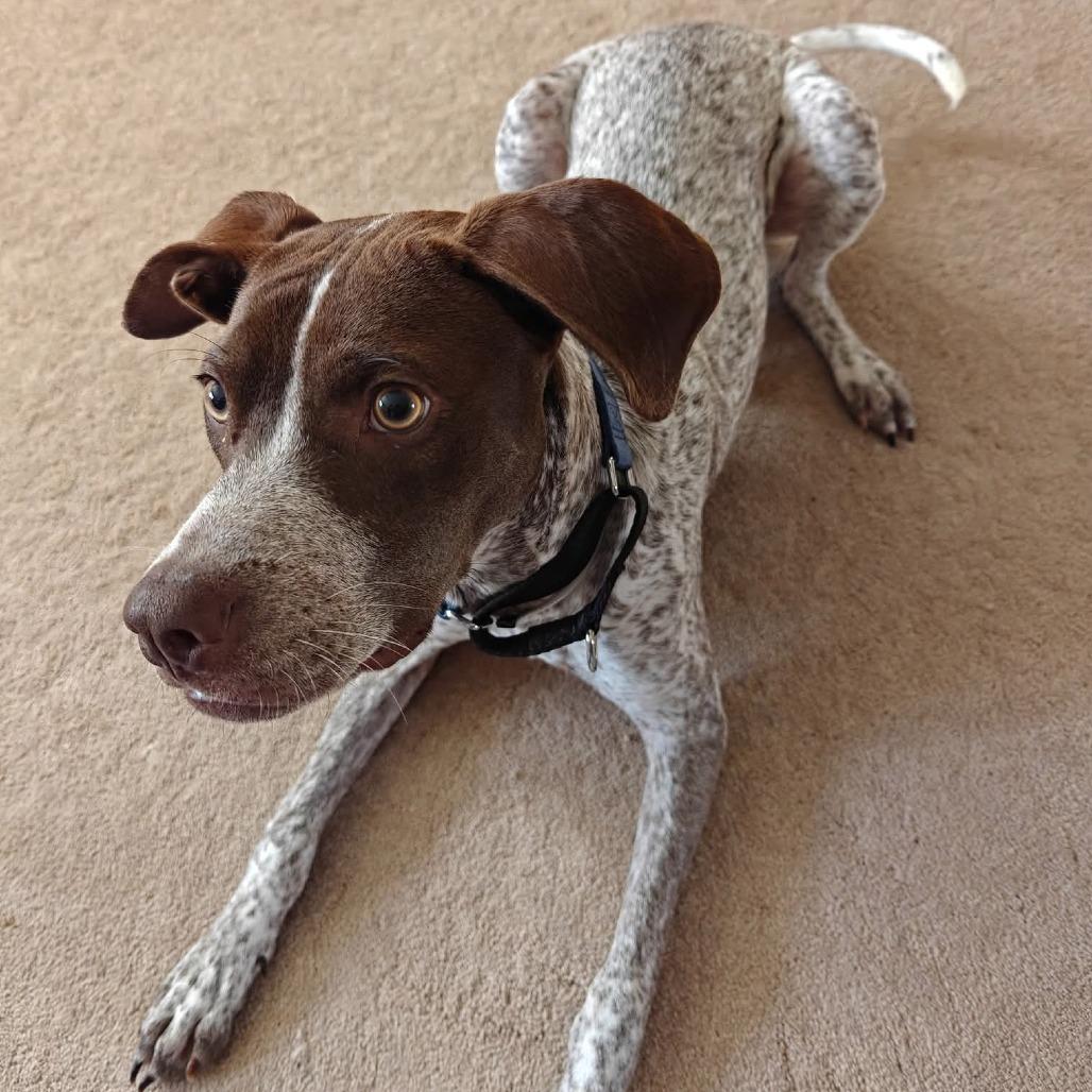 Enlarge Gabriel, a Adoptable mixed breed in Tomah, WI image 2/4