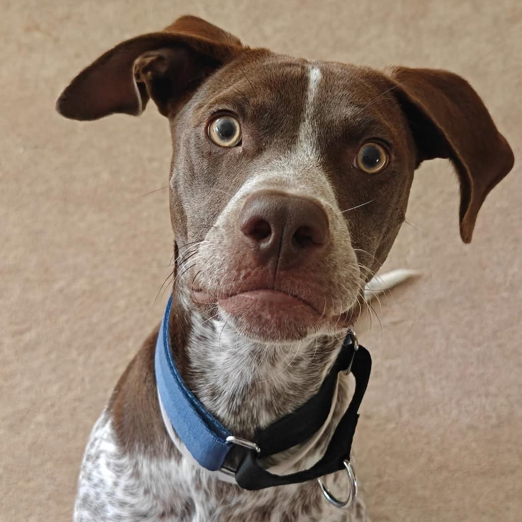 Enlarge Gabriel, a Adoptable mixed breed in Tomah, WI image 3/4