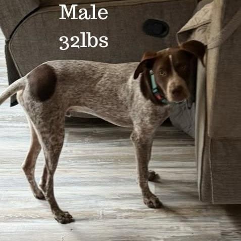 Enlarge Gabriel, a Adoptable mixed breed in Tomah, WI image 4/4