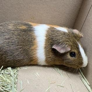 Enlarge Armadillo, a Adoptable Guinea Pig in DeKalb, IL image 2/2