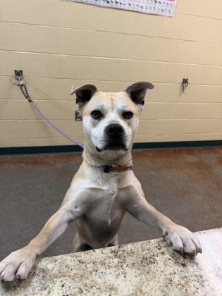 Enlarge Pedro, a Adoptable mixed breed in Independence, MO image 1/3