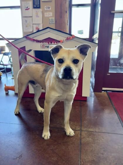Pedro, Adoptable, Adult Male Mixed Breed & Mixed Breed.
