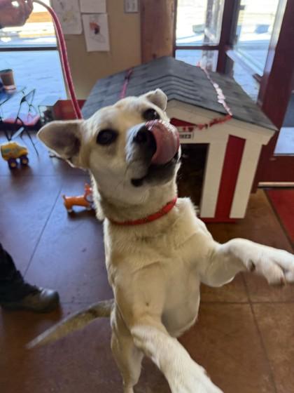Enlarge Pedro, a Adoptable mixed breed in Independence, MO image 2/3