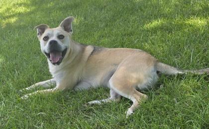 Pedro, a Adoptable mixed breed in Independence, MO image 3/3