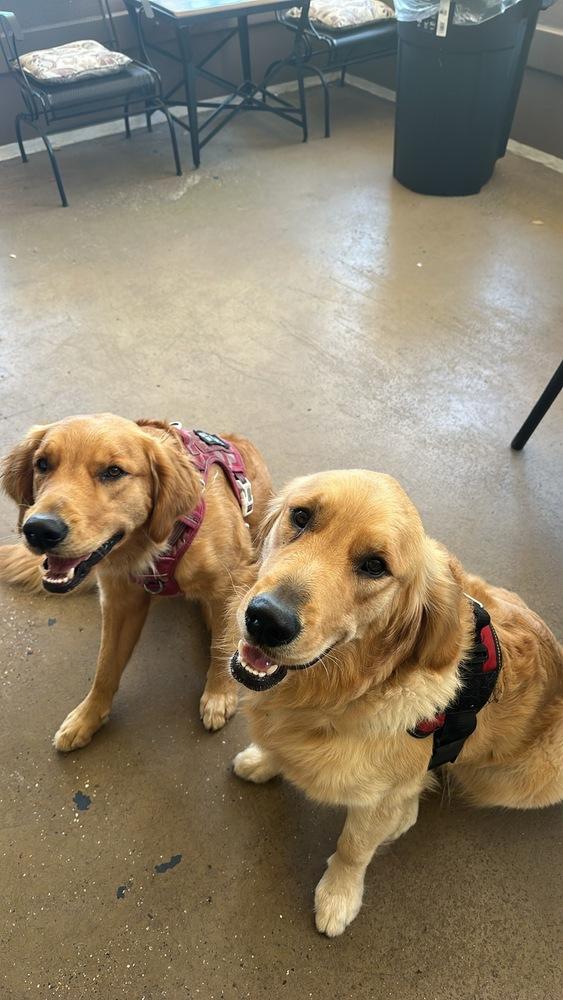 Willow, Adopted, Young Female Golden Retriever.