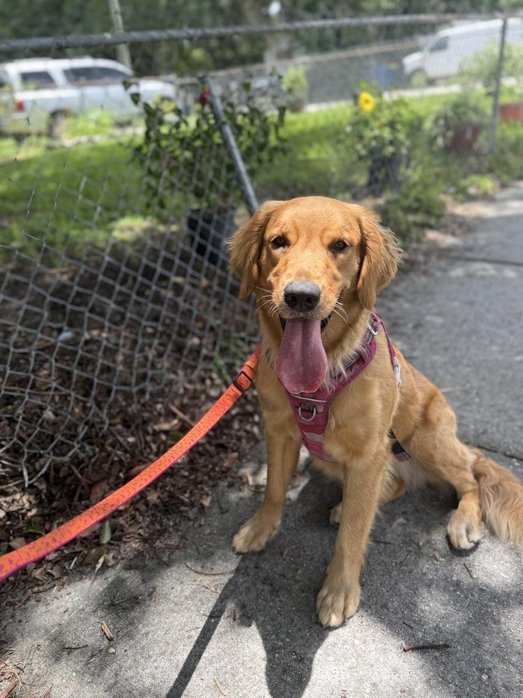 Willow, a Adopted Golden Retriever in Saint Augustine, FL image 2/3