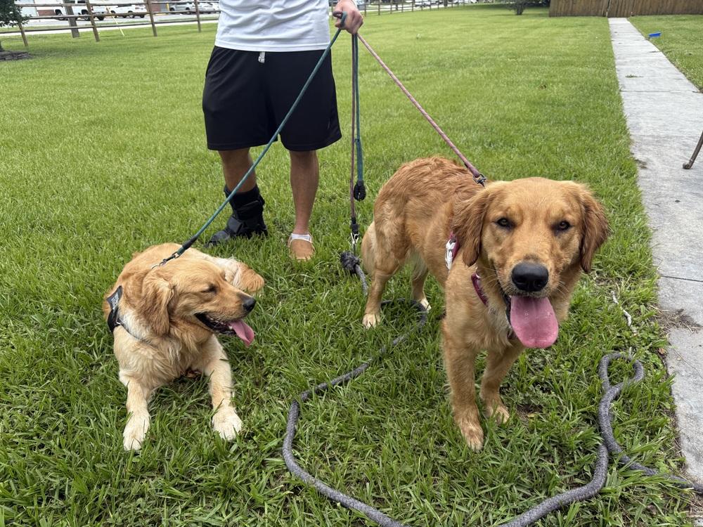 Willow, Adopted, Young Female Golden Retriever.