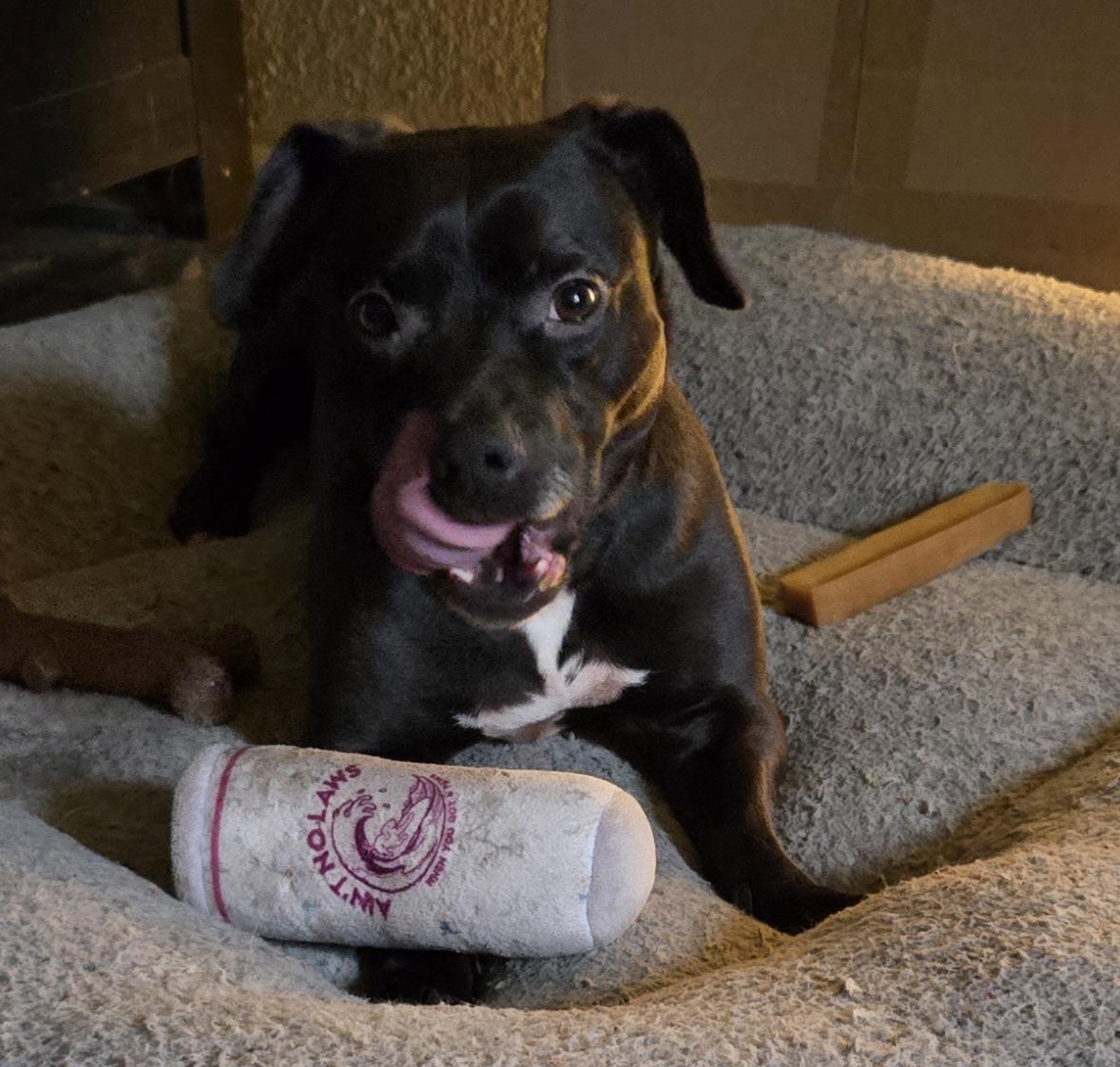 Enlarge Frito, a Adoptable mixed breed in yamhill, OR image 6/6