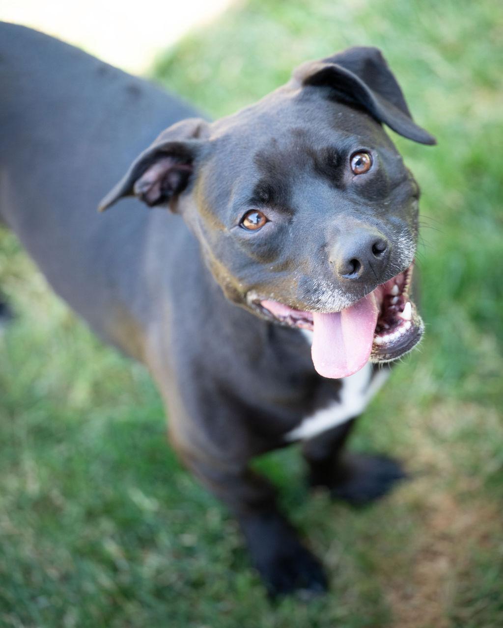 Enlarge Frito, a Adoptable mixed breed in yamhill, OR image 4/6