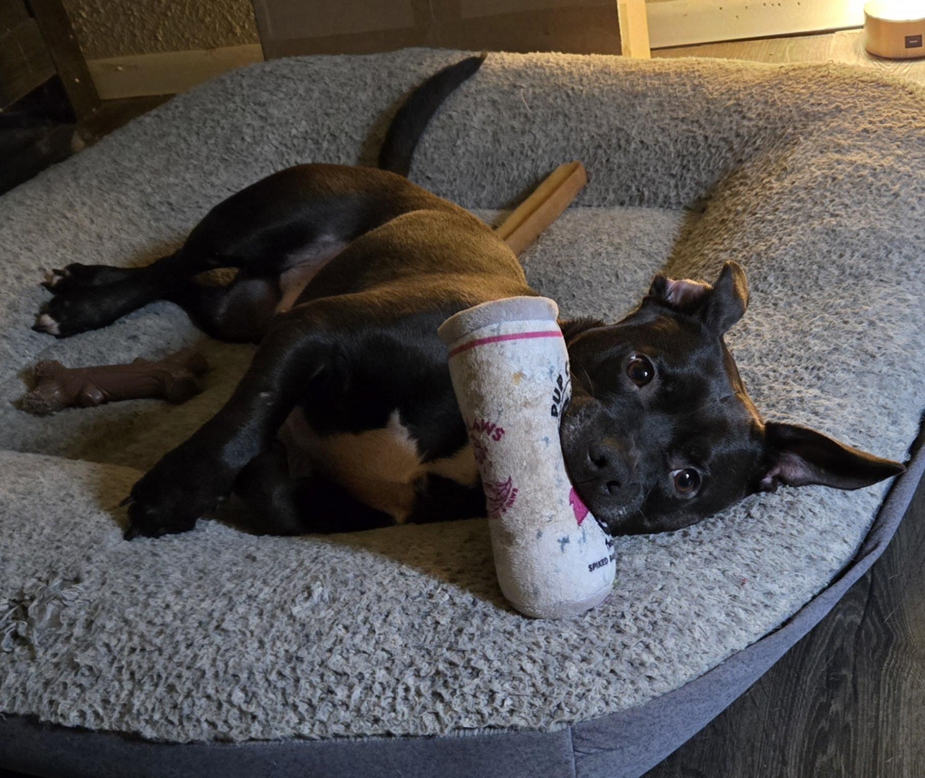 Enlarge Frito, a Adoptable mixed breed in yamhill, OR image 5/6