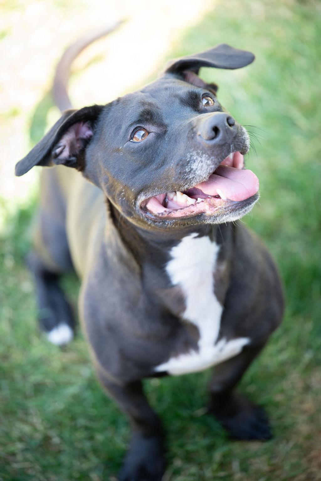 Frito, an adoptable Dachshund, Staffordshire Bull Terrier in yamhill, OR, 97148 | Photo Image 2