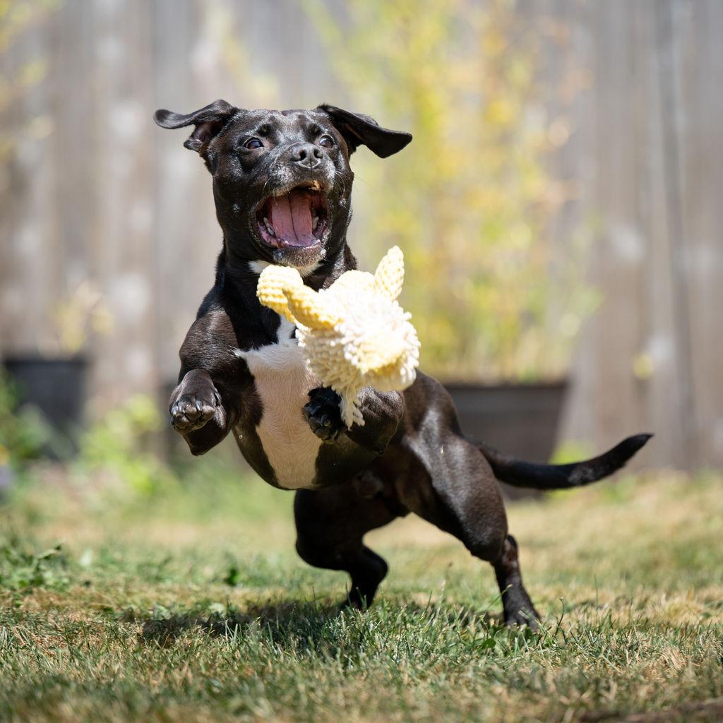 Frito, Adoptable, Adult Male Dachshund & Staffordshire Bull Terrier.