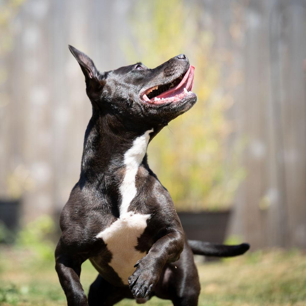 Frito, an adoptable Dachshund, Staffordshire Bull Terrier in yamhill, OR, 97148 | Photo Image 3