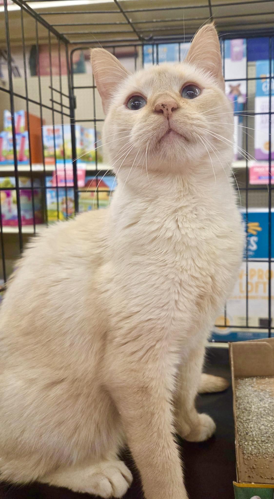 Enlarge Tommy Bahama, a ADOPTABLE mixed breed in Red Bank, NJ image 2/5