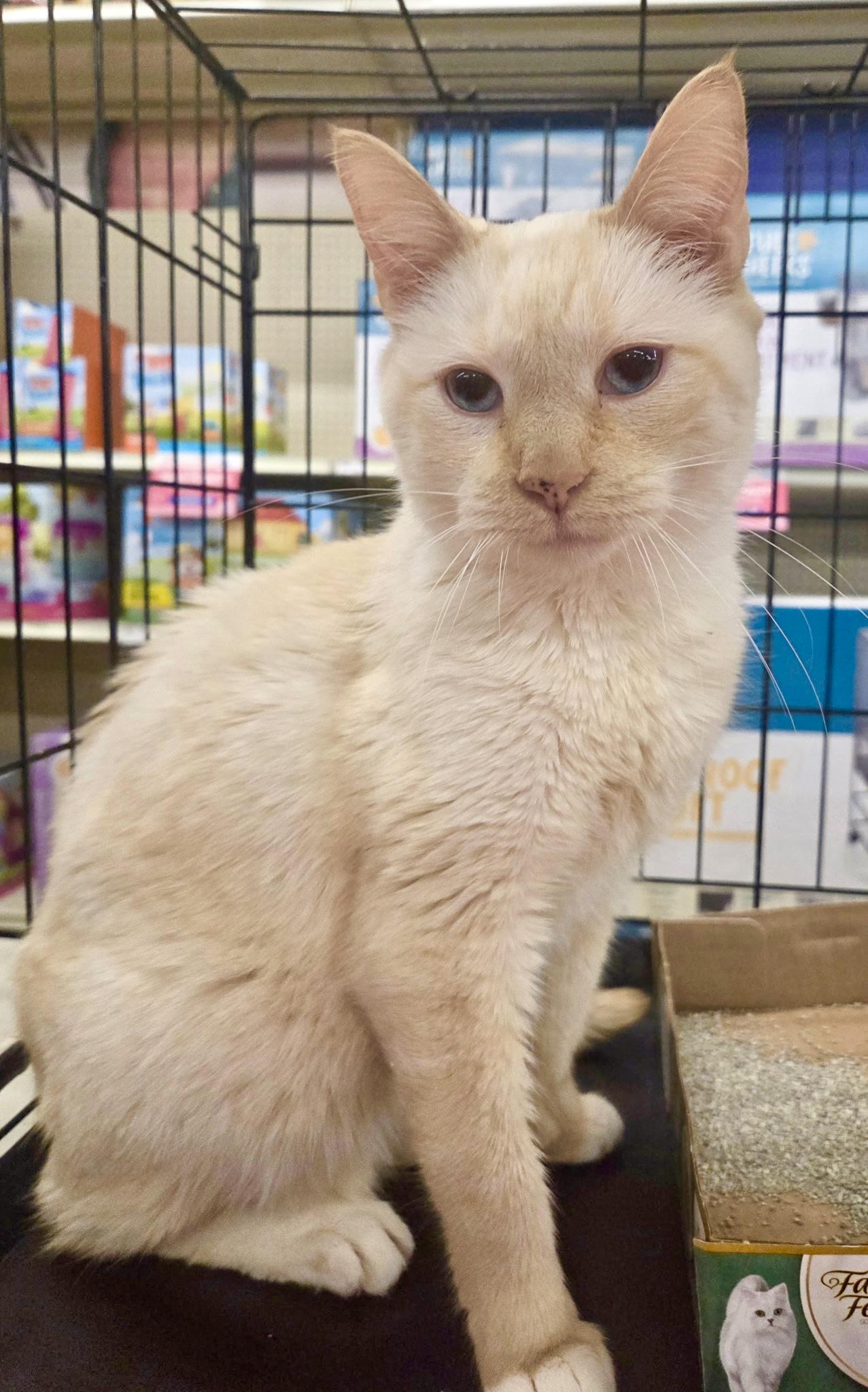 Enlarge Tommy Bahama, a ADOPTABLE mixed breed in Red Bank, NJ image 5/5