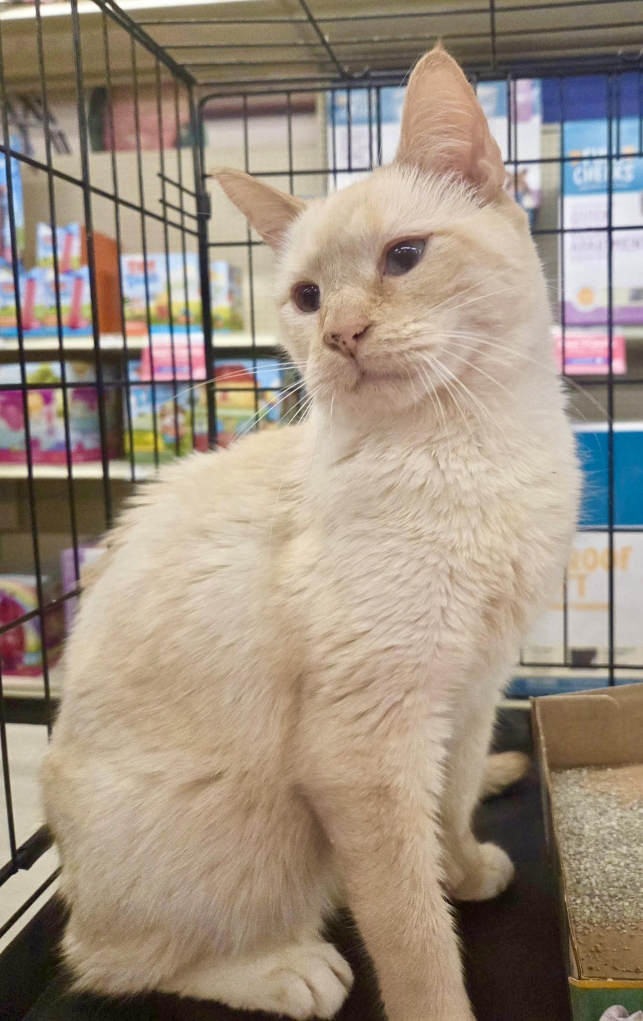 Enlarge Tommy Bahama, a ADOPTABLE mixed breed in Red Bank, NJ image 3/5