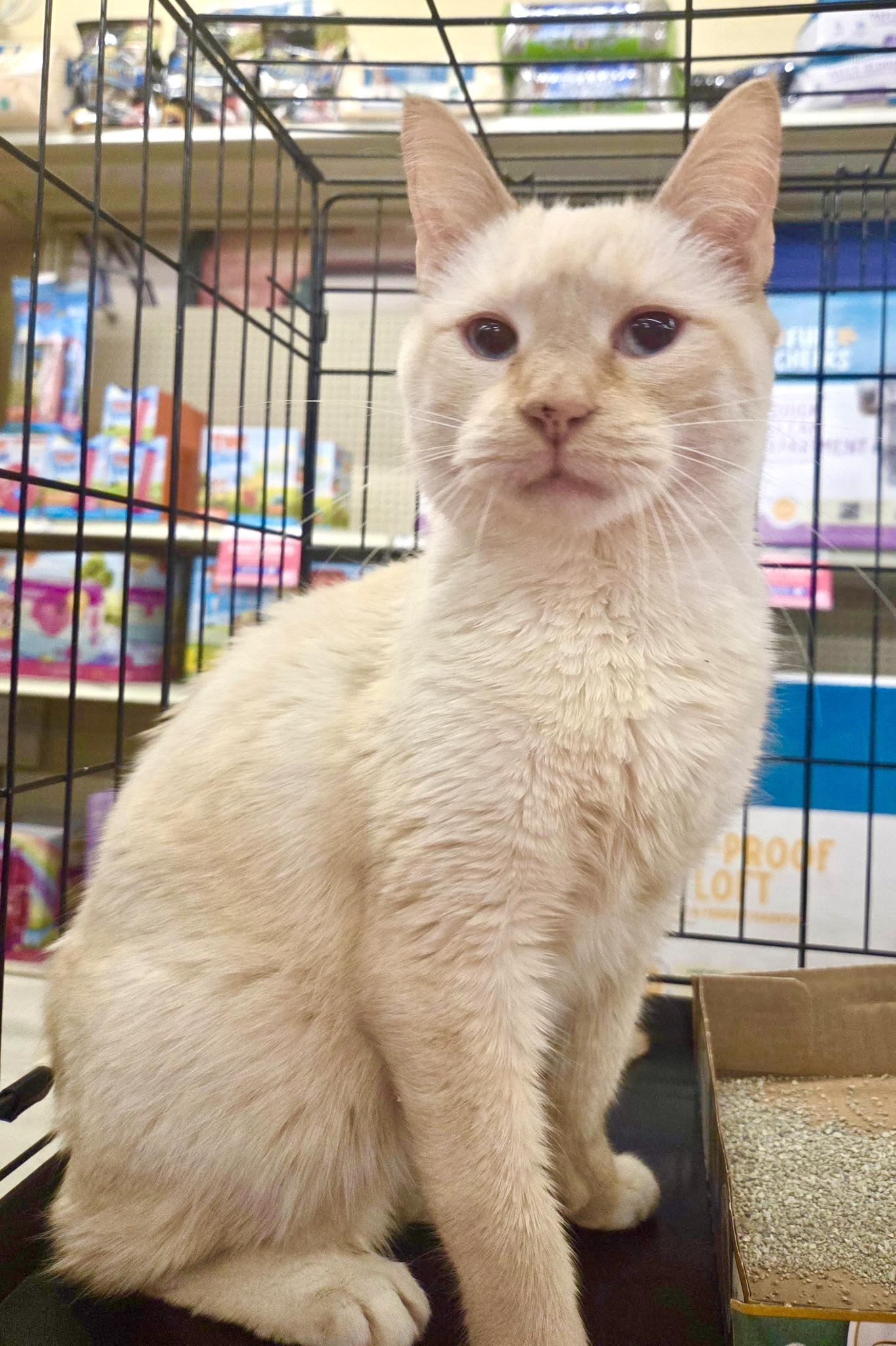 Enlarge Tommy Bahama, a ADOPTABLE mixed breed in Red Bank, NJ image 4/5
