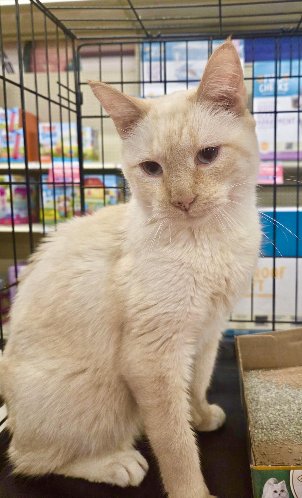 Tommy Bahama, ADOPTABLE, Adult Male Siamese & Domestic Short Hair.
