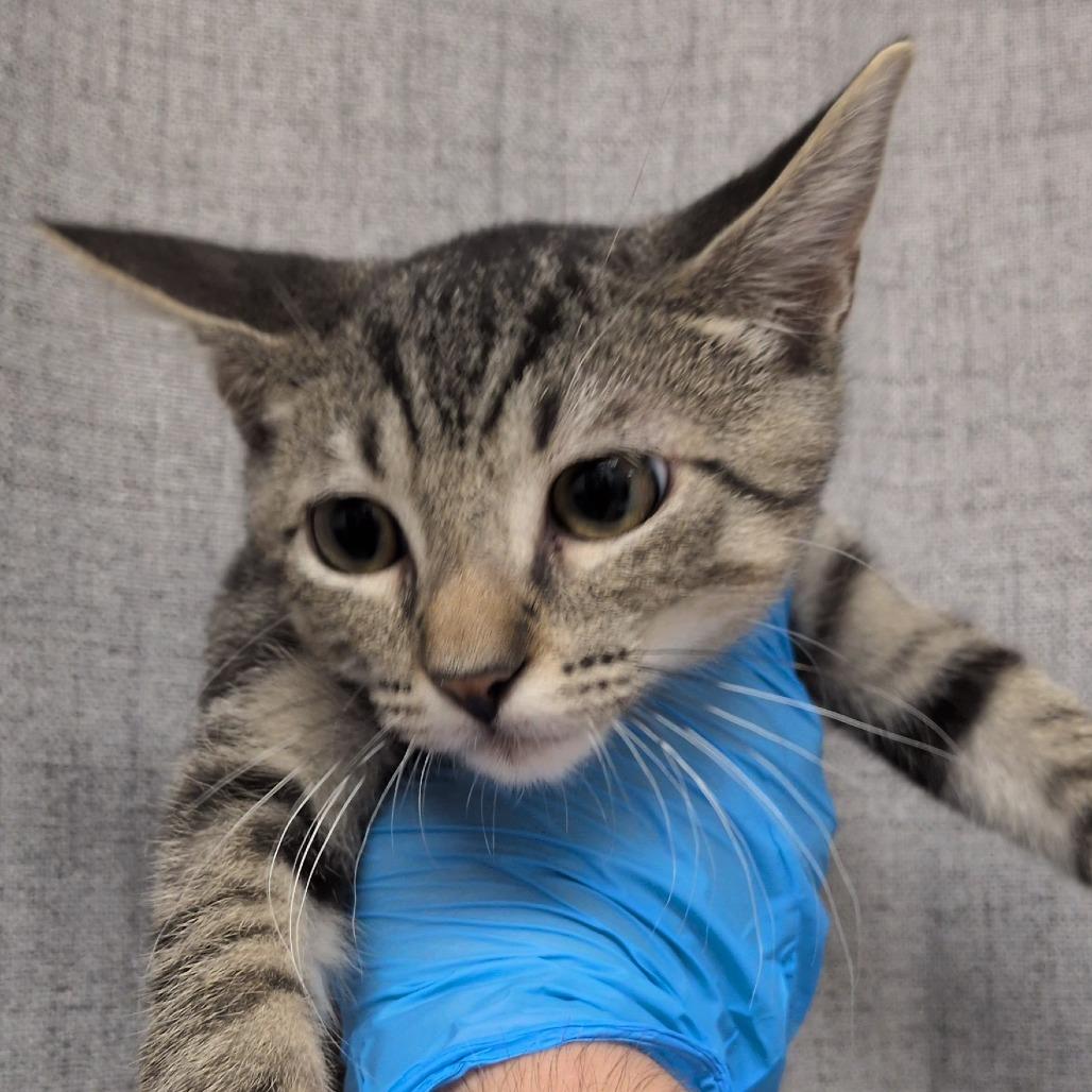 Sugar, Adoptable, Kitten Male Domestic Short Hair & Domestic Short Hair.