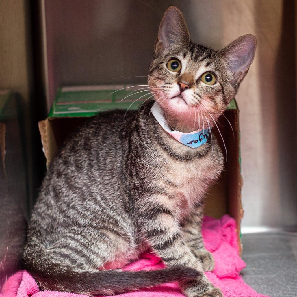 Enlarge Sugar, a Adoptable mixed breed in Hattiesburg, MS image 2/2