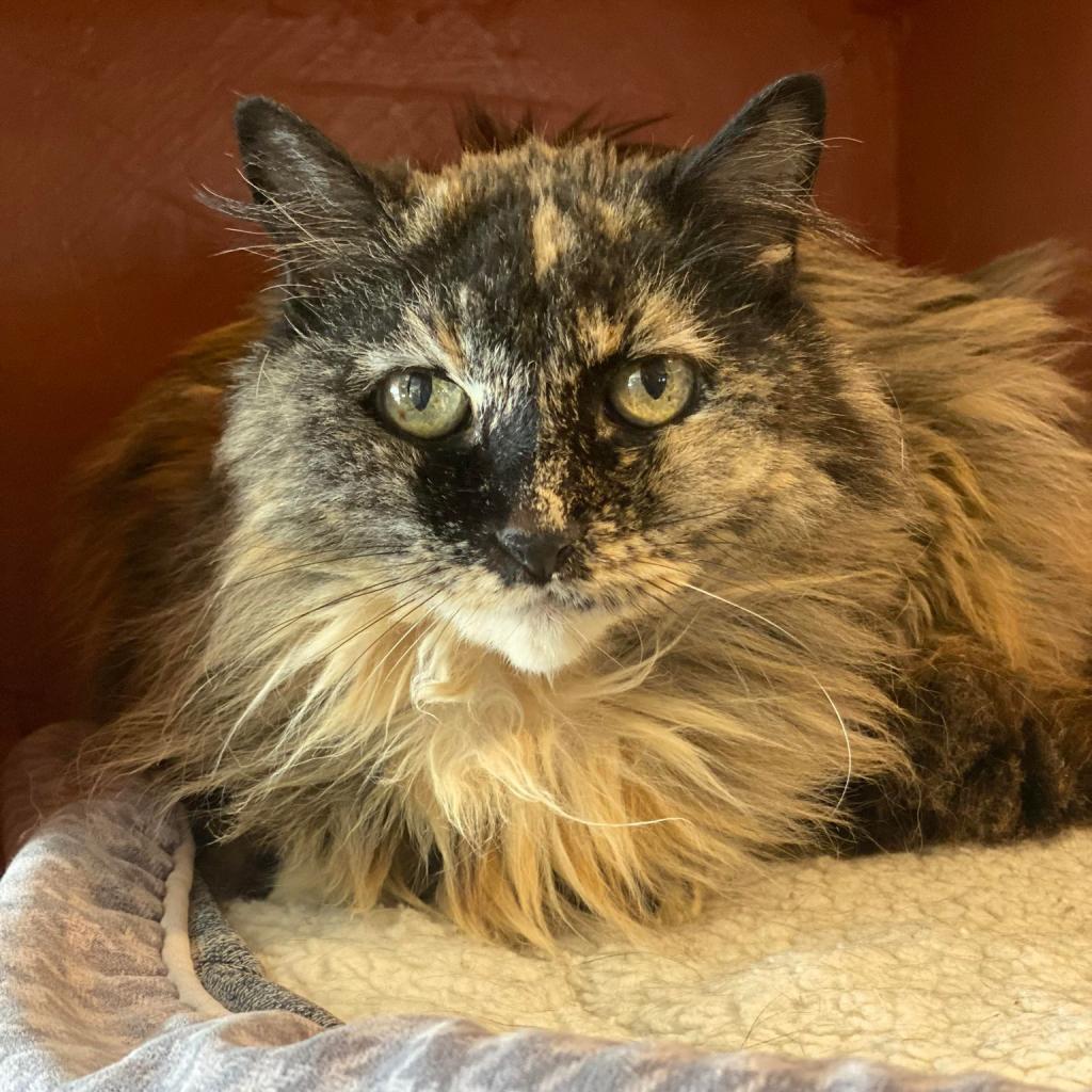 Agate — thumbnail 4