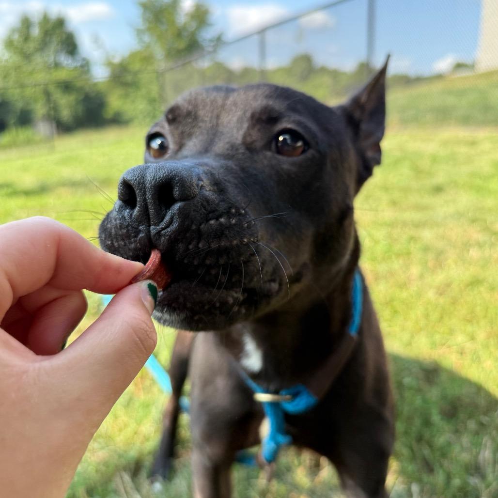 Breeze, a Adoptable Pit Bull Terrier in York, PA image 1/6