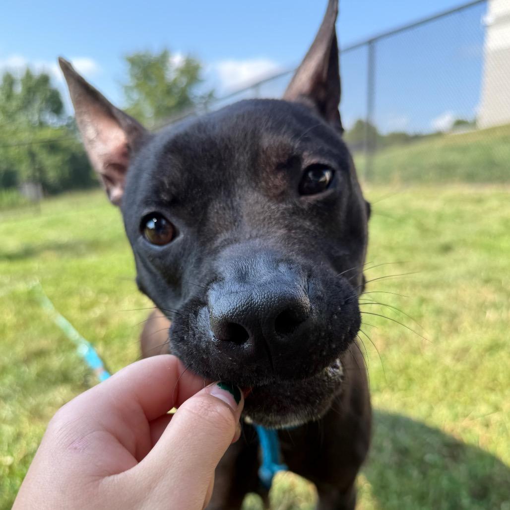 Breeze, a Adoptable Pit Bull Terrier in York, PA image 2/6