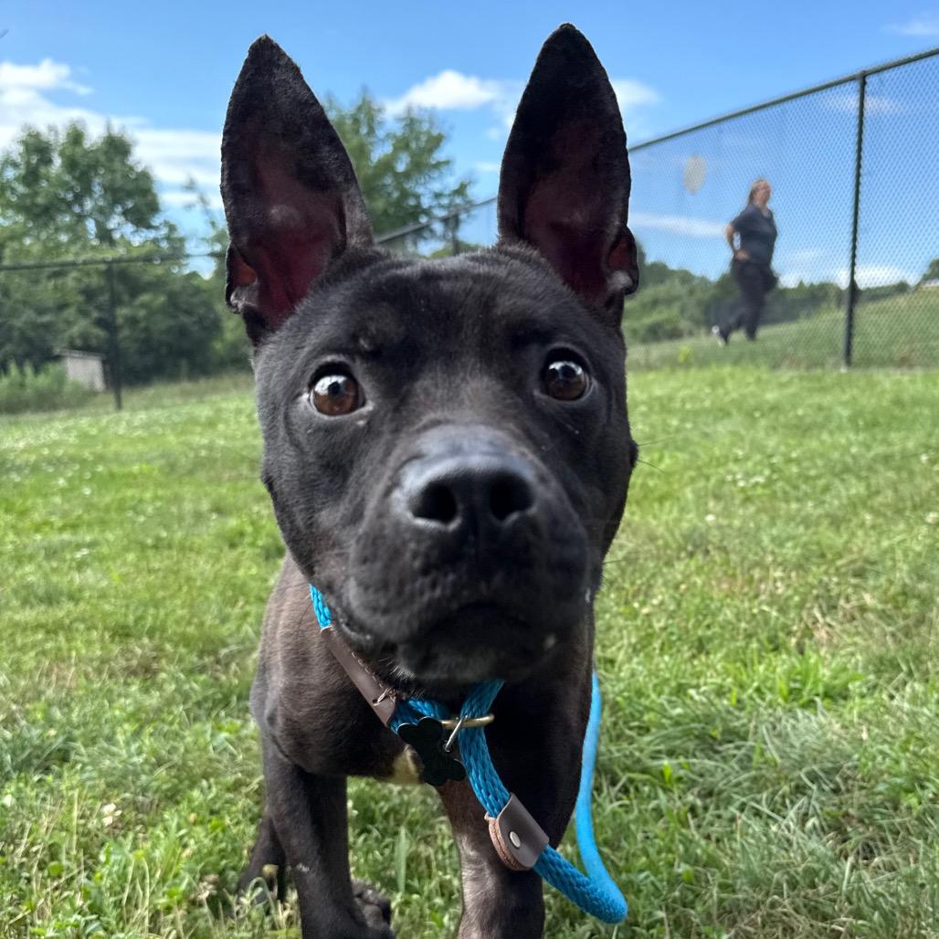 Breeze, a Adoptable Pit Bull Terrier in York, PA image 5/6