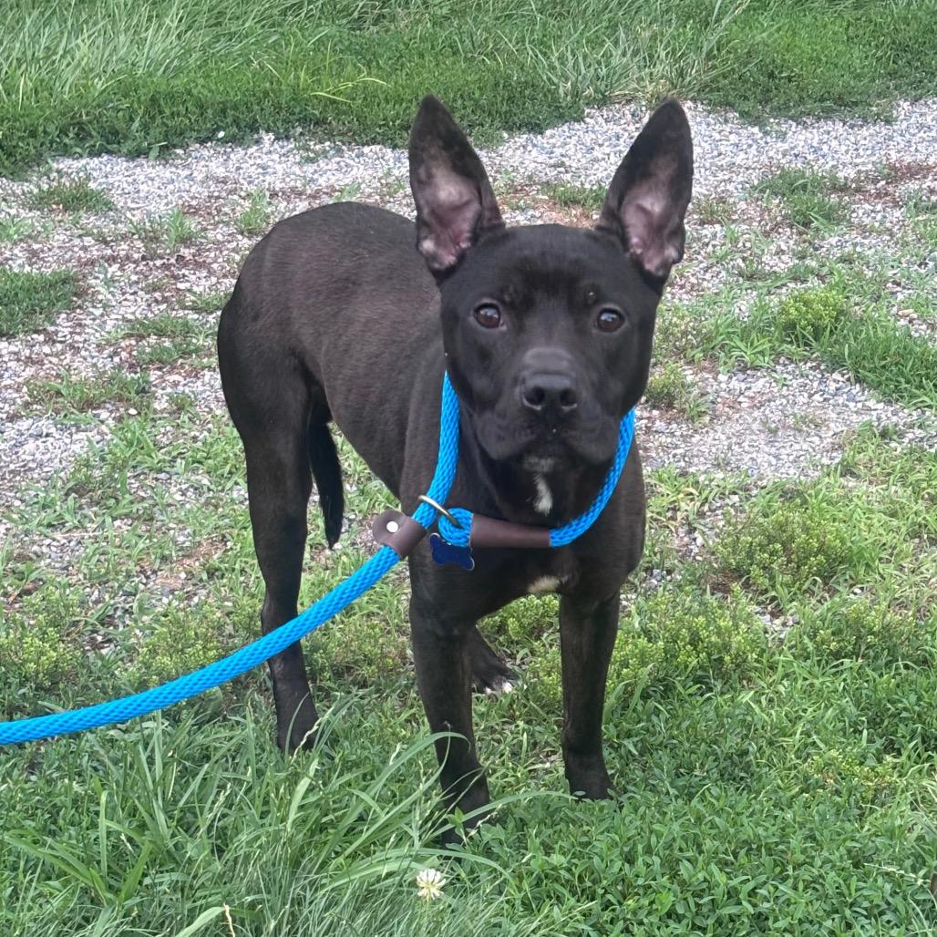 Breeze, a Adoptable Pit Bull Terrier in York, PA image 6/6