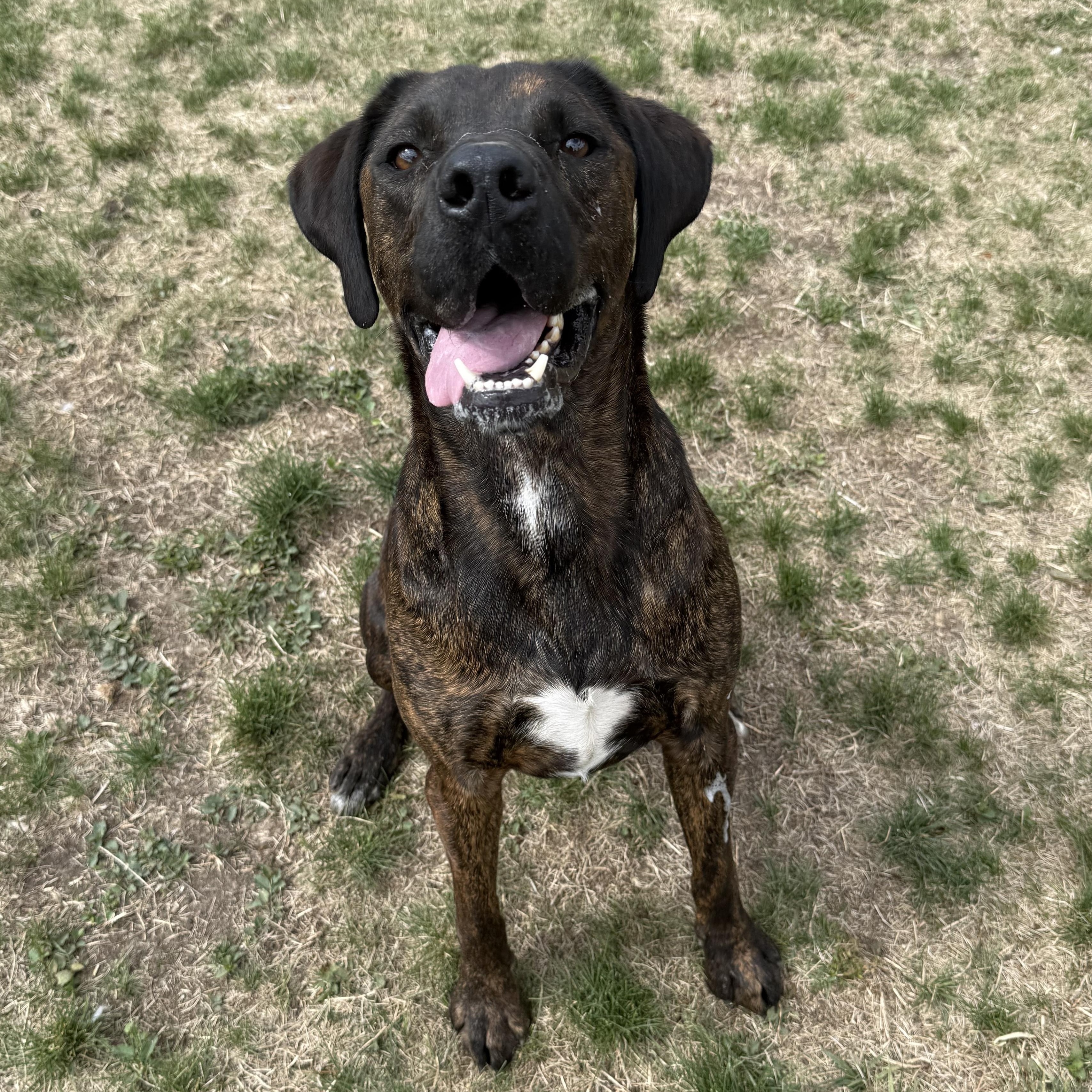 Enlarge Germ, a Adoptable Pit Bull Terrier in Kearney, NE image 1/2