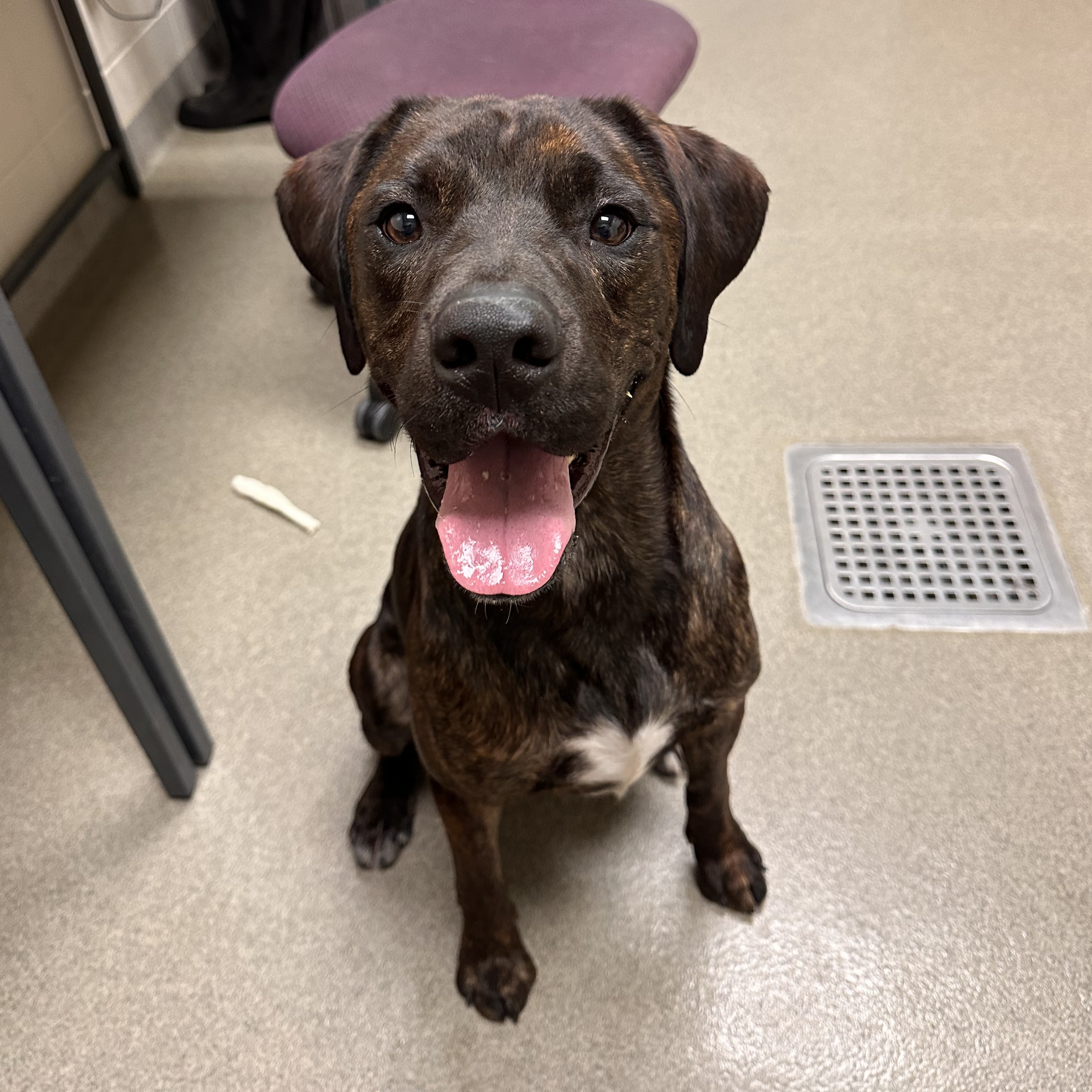 Enlarge Germ, a Adoptable Pit Bull Terrier in Kearney, NE image 1/1