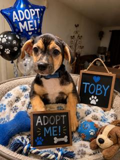 Enlarge Toby, a Adoptable Beagle in Queen Creek, AZ image 1/1