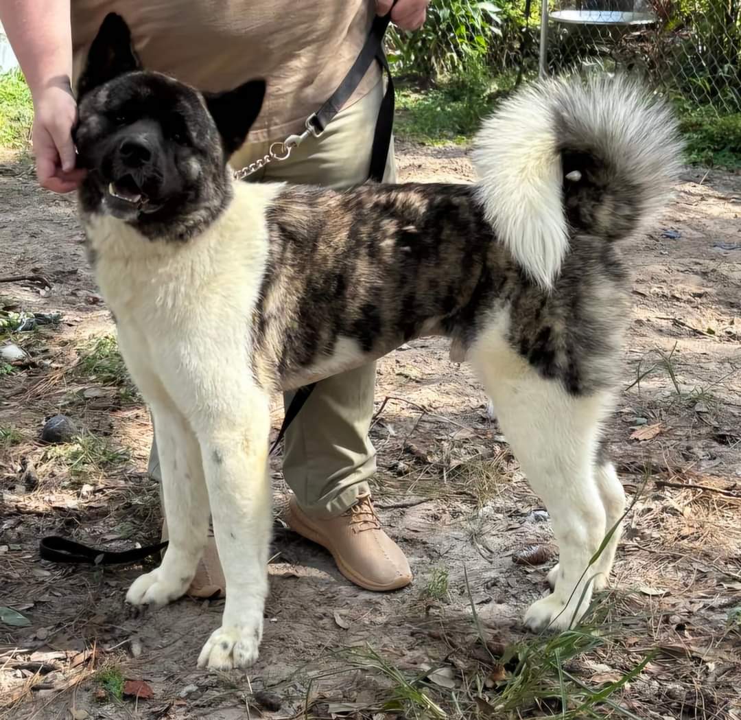 Enlarge Atlas, a Adoptable Akita in Jacksonville, FL image 1/3