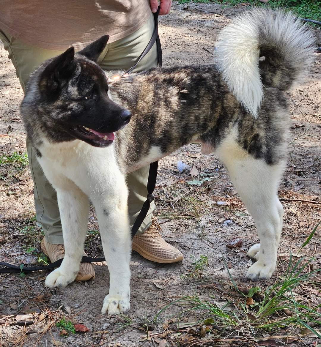 Enlarge Atlas, a Adoptable Akita in Jacksonville, FL image 2/3