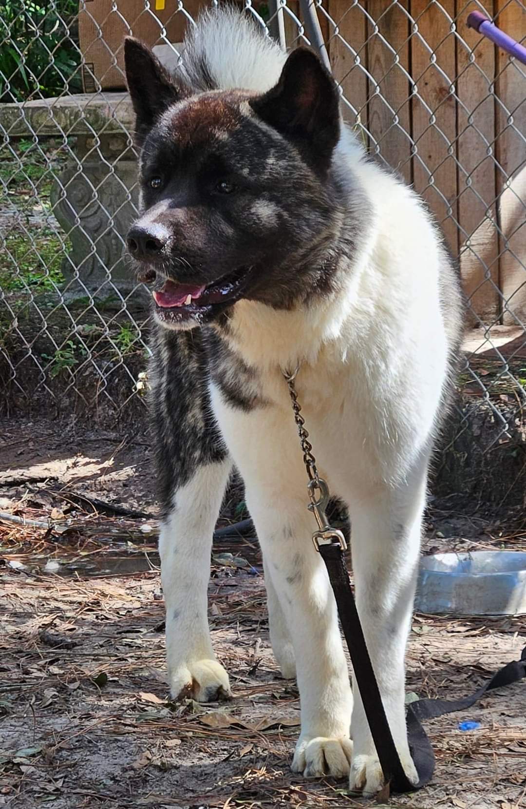Atlas, Young Male Akita