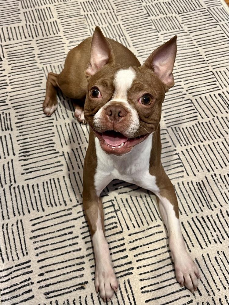 Geo Buck-4954-Fairfax, VA, Adoptable, Young Male Boston Terrier.