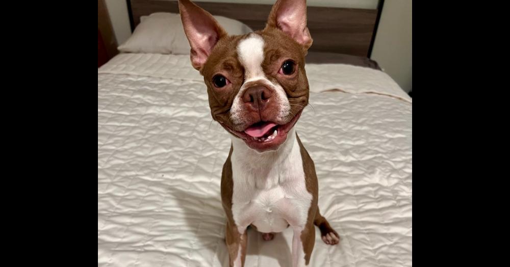 Enlarge Geo Buck-4954-Fairfax, VA, a Adoptable Boston Terrier in Maryville, TN image 2/4