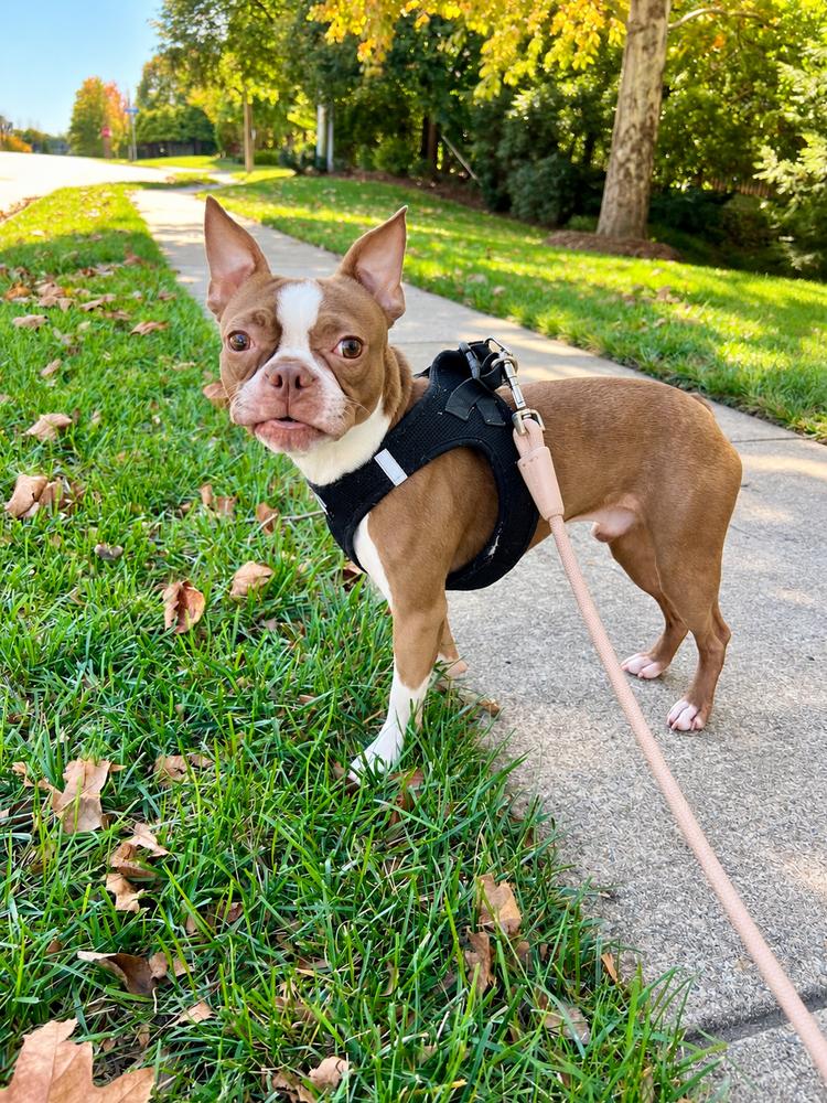 Enlarge Geo Buck-4954-Fairfax, VA, a Adoptable Boston Terrier in Maryville, TN image 3/4