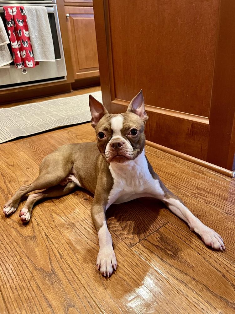 Enlarge Geo Buck-4954-Fairfax, VA, a Adoptable Boston Terrier in Maryville, TN image 4/4