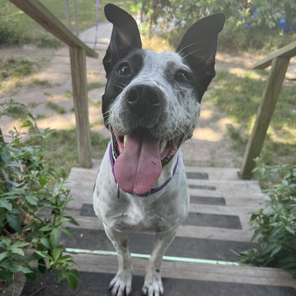 Speckles, Adoptable, Adult Male Australian Cattle Dog / Blue Heeler.