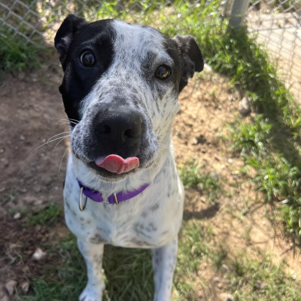 Enlarge Speckles, a Adoptable mixed breed in Spring, TX image 6/6