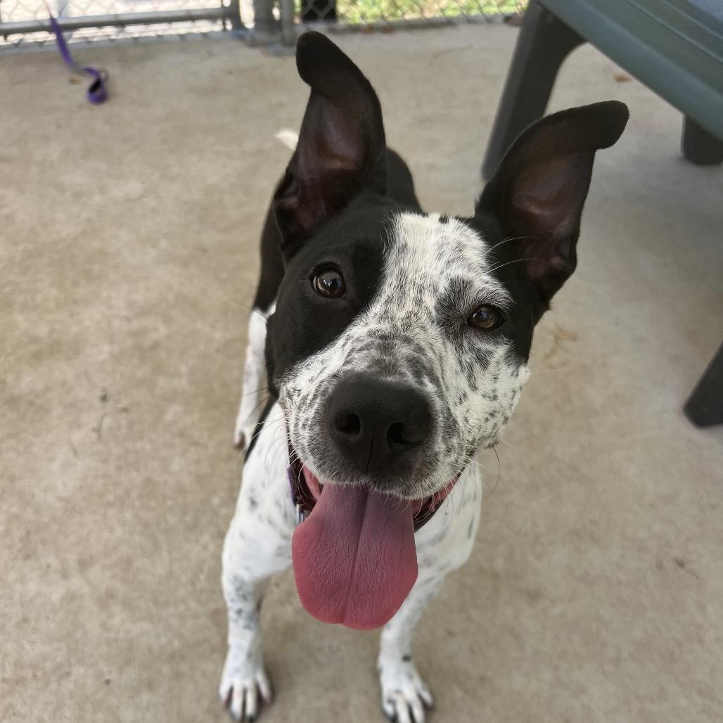 Enlarge Speckles, a Adoptable mixed breed in Spring, TX image 4/6
