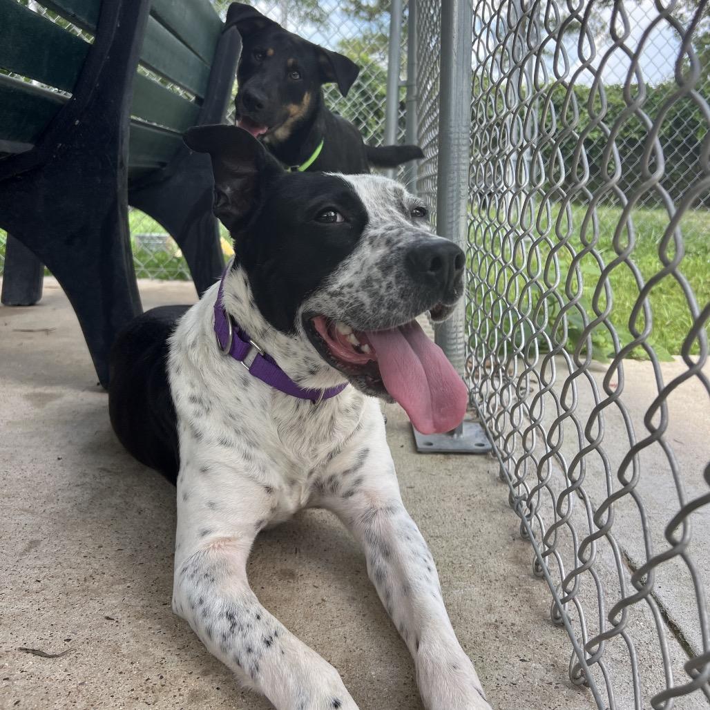 Enlarge Speckles, a Adoptable mixed breed in Spring, TX image 5/6